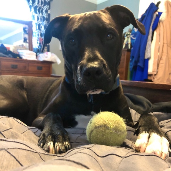 Meet your Posher, Kara - Picture 5 of 7